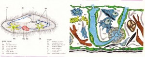 Terliksi hayvan ve süngerin çizimi ve organları