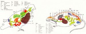 güvercin ve fare anatomisi