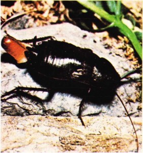 Dişi Hamamböceği yumurtalarını yumurta zarfı içinde karın bölgesinde saklar