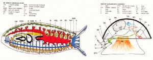 Bir türbelar (planarya) ve yumuşakçanın çizimi ve anatomisi