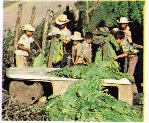 Honduras'ın Guatemala sınırındaki Copan idare bölgesinde tütün yapraklarının kurutulmadan önce ipe dizilmesi