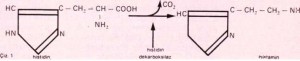 histamin çizelge 1