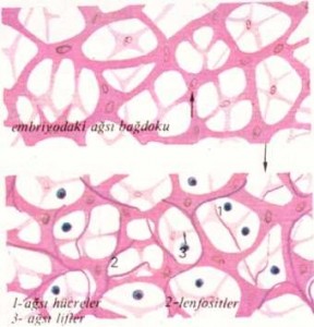 histogenez