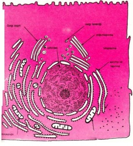 Hücrenin anatomisi