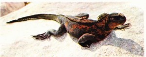 Galapagos kara iguanası (Conolophus subcristatus)