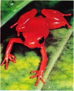 Madagaskar'ın kırmızı kurbağası