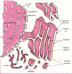 Endoplazmik retikulumun çeşitli görünümleri