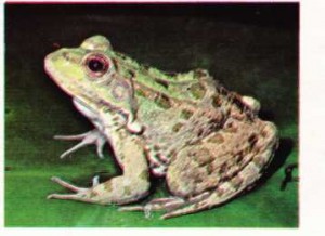 Bir nilüfer yaprağı üstünde yeşil su kurbağası