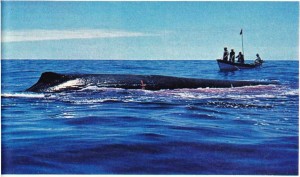 ispermeçet balinası