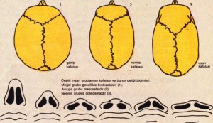 kafatası ve burun tipleri