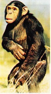 Şempanze (Pan troglodytes), biçimi ve ruhsal gelişmesi bakımından insanın en yakın akrabası olan bir insansımaymun sayılır. 