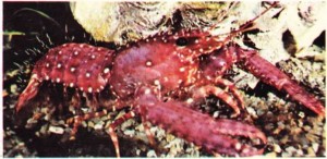 Istakoz Homarus vulgaris