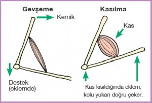 bir kasın kasılması ve gevşemesi