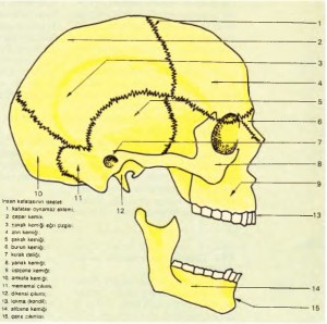insan kafatasının iskeleti