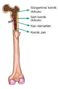 kemiğin iç yapısı