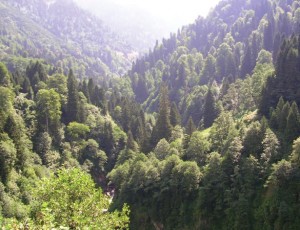 orman görüntüsü