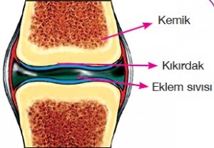 oynar eklem yapısı