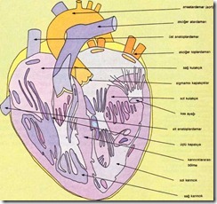 kalp bölümleri