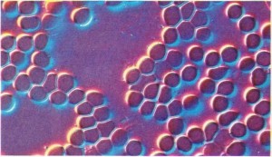 kan hücreleri mikroskoptan görünümü