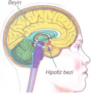 Beyinde hipofiz bezinin bulunduğu yer