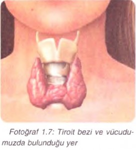 Tiroit bezi ve vücudumuzda bulunduğu yer