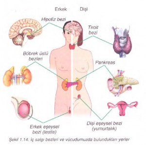 iç salgı bezlerinin vücudumuzda bulunduğu yerler