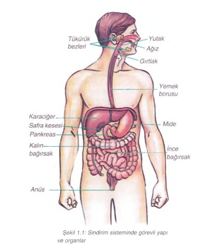 sindirim sisteminde görevli yapı ve Organlar