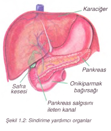 sindirime yardımcı olan organlar