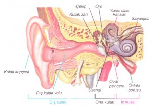 Dış orta ve iç kulakta bulunan yapılar
