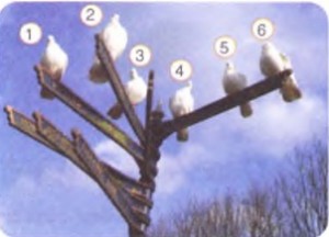 7. etkinlik kuşların çekim potansiyel enerji