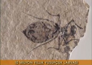 10 milyon yıllık yusufçuk fosili