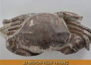 23 milyon yıllık yengeç fosili