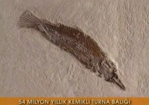 54 milyon yıllık kemikli turna balığı