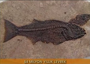 54 milyon yıllık levrek fosili