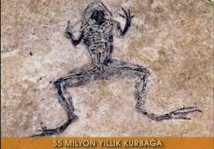 55 milyon yıllık kurbağa fosili