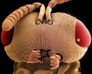 formica karıncası