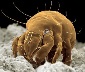 mikroskopik canlılar