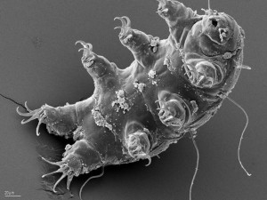 mikroskopik canlılar2