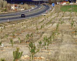 yol kenarı ağaçlandırması