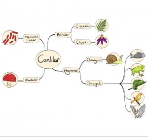 canlılar genel sınıflandırma