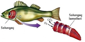 balıkların oksijen alması