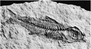 Paleyosen’den (-65’ten -55 milyon yıla kadar) kalma bir fosil balık.