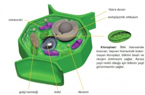 bitki hücresi çizimi ve bölümleri