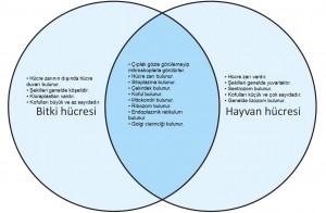 bitki ve hayvan hücrelerinin venn şeması