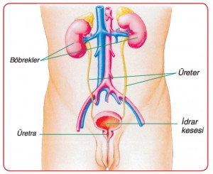 boşaltımda görevli yapı ve organlar