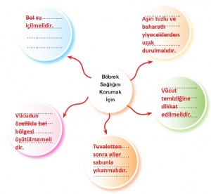 böbrek sağlığını korumak için