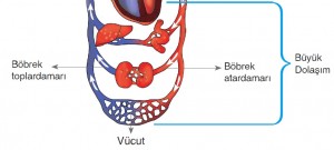 büyük kan dolaşımı
