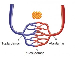 damarlar kaça ayrılır