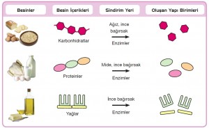 enzimler ve organlar