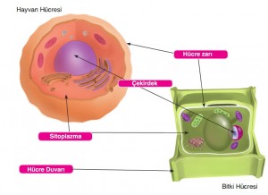 hayvan hücresi ve bitki hücresi benzerlikleri